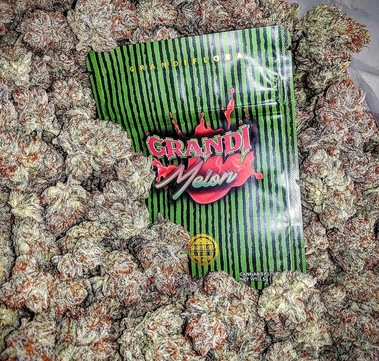 Buy Grandi Melon Strain