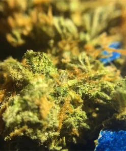Buy Jack Herer